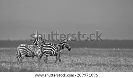 Vintage style black and white image of two zebras in the Lake Nakuru National Park in Kenya, Africa