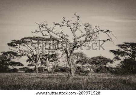 Vintage style black and white African landscape with acacia trees in the Serengeti National Park, Tanzania