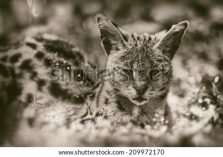 Vintage style black and white image of a Serval, the African cat