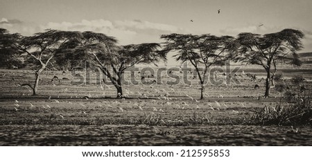 Vintage style black and white image of the shore of Lake Naivasha in Kenya, Africa