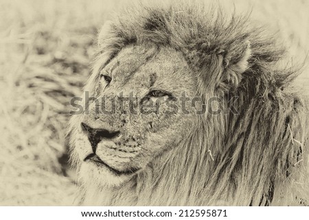 Vintage style black and white image of an African lion in Hlane National Park, Swaziland