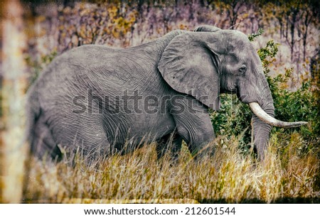 Vintage style image of a gigantic male african elephant in the Kruger National Park, South Africa