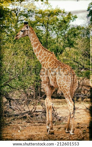 Vintage style image of a Giraffe  (Giraffa camelopardalis) in Kruger National Park, South Africa