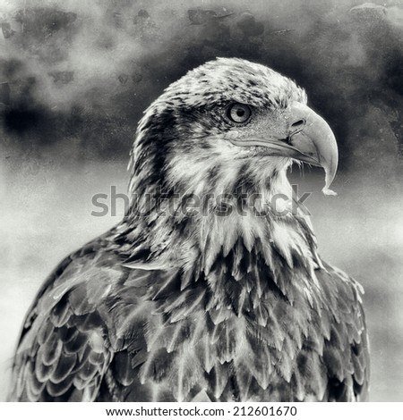 Vintage style black and white image of a Bald Eagle