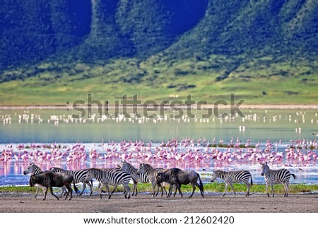 Zebras and wildebeests walking beside the lake in the Ngorongoro Crater, Tanzania, flamingos in the background