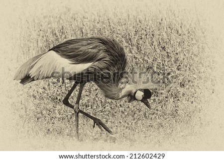 Vintage style black and white image of a Black crowned crane in Ngorongoro Crater in Tanzania