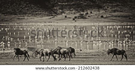 Vintage style black and white image of Zebras and wildebeests walking beside the lake in the Ngorongoro Crater, Tanzania, flamingos in the background