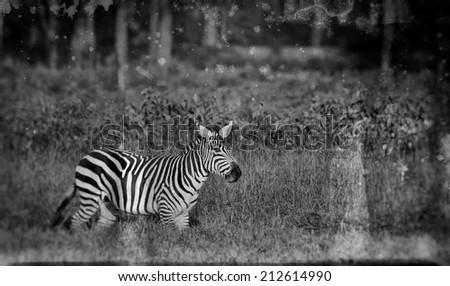 Vintage style black and white image of a zebra in the Lake Nakuru National Park in Kenya, Africa