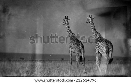 Vintage style black and white image of giraffes on the Masai Mara National Reserve - Kenya