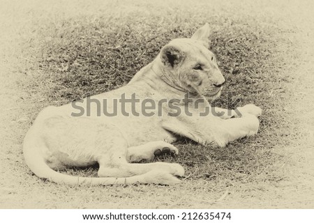 Vintage style black and white image of a young white lion in Casela park, Mauritius