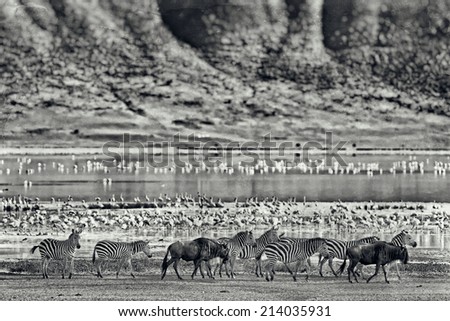 Vintage style black and white image of Zebras and wildebeests walking beside the lake in the Ngorongoro Crater, Tanzania, flamingos in the background