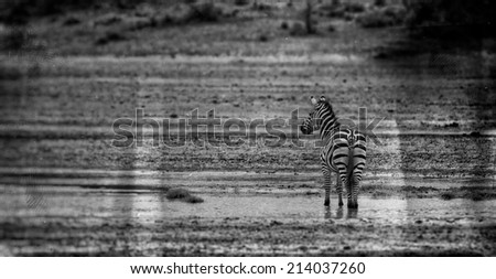 Vintage style black and white image of a Zebra in the Serengeti National Park, Tanzania