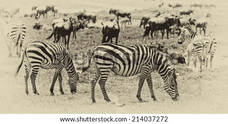 Vintage style black and white image of zebras and wildebeests in the Serengeti National Park, Tanzania