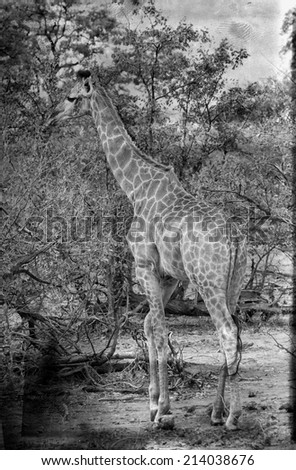 African safari, vintage style black and white image of a Giraffe (Giraffa camelopardalis) in Kruger National Park, South Africa