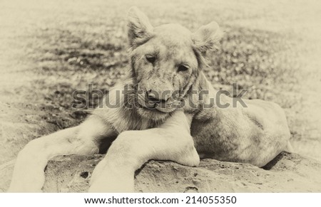 Vintage style black and white image of a young white lion in Casela park, Mauritius