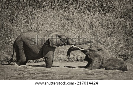 Vintage style black and white image of two African elephants in a river in the Tarangire National Park, Tanzania