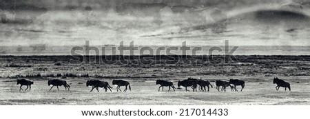 Vintage style black and white image of Wildebeests running in the Ngorongoro Crater, Tanzania