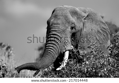 Vintage style black and white image of an African elephant in the Tarangire National Park, Tanzania