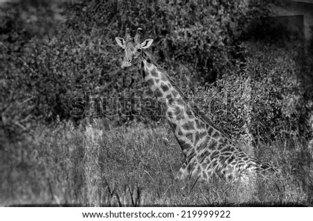 Vintage style black and white image of a Giraffe in Tarangire National Park, Tanzania
