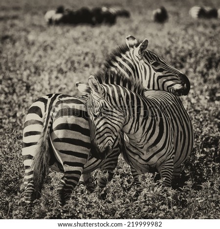 Vintage style black and white image of Zebras in the Ngorongoro Crater, Tanzania