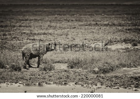 Vintage style black and white image of a Hyena on the plains of the Serengeti National Park, Tanzania, Africa