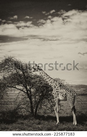 Vintage style black and white image of a giraffe in the Serengeti National Park, Tanzania