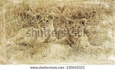 Vintage style black and white image of two Lion cubs on the plains of the Maasai Mara, Kenya