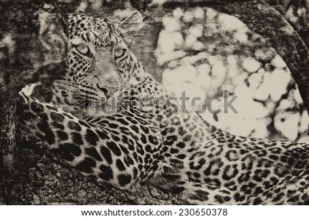 Vintage style black and white image of a Wild leopard lying in wait atop a tree in Masai Mara, Kenya, Africa