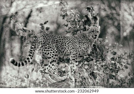 Vintage style black and white image of a Cheetah in Kruger National Park, South Africa