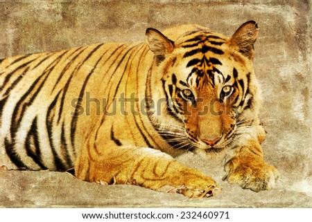 Bengal tiger, isolated on textured grunge background