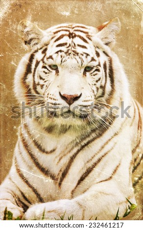 White bengal tiger, isolated on textured grunge background