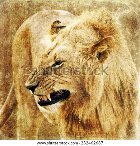 Lion, Panthera Leo on textured grunge background