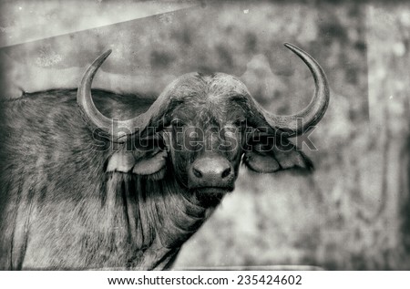 Vintage style black and white portrait of an African Buffalo in Kruger National Park, South Africa