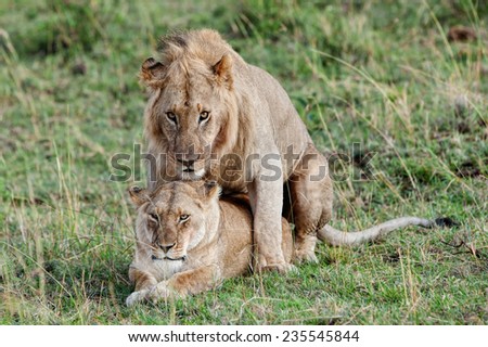 Mating lion and lioness in the Maasai Mara National Park, Kenya