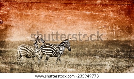 Vintage style image of Zebras in the Lake Nakuru National Park in Kenya, Africa