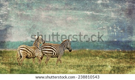 Vintage style image of Zebras in the Lake Nakuru National Park in Kenya, Africa