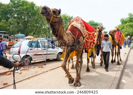 DELHI - APR 16: Unidentified Indian man with his camels on April 16, 2011 in Delhi, India. Delhi is the largest urban agglomeration in India. It is also the 4th most populous city on the planet.