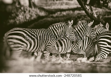 Vintage style black and white image of Zebras in the Lake Nakuru National Park in Kenya, Africa