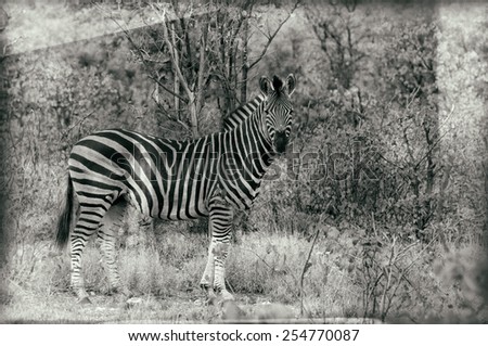 Vintage style black and white image of a Zebra in Kruger National Park, South Africa