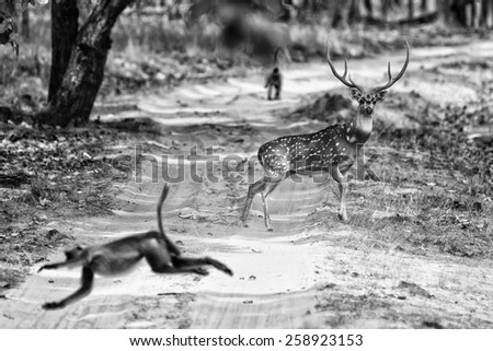 Vintage style black and white image of a Chital or cheetal deer (Axis axis), also known as spotted deer or axis deer in the Bandhavgarh National Park in India.