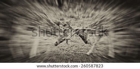 Vintage style black and white image of two Chital or cheetal deers (Axis axis), also known as spotted deer or axis deer fighting in the Bandhavgarh National Park in India.