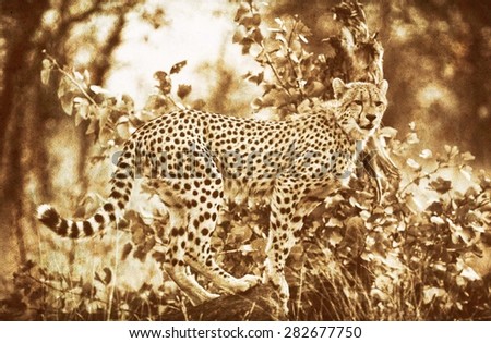 Vintage style image of a Cheetah in Kruger National Park, South Africa