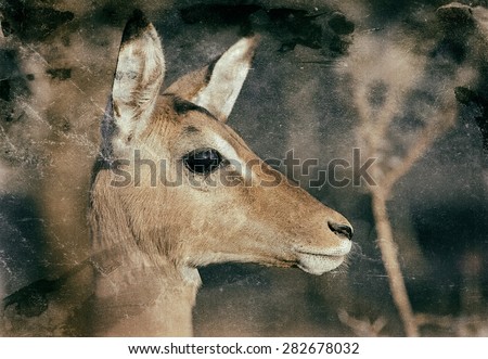 Vintage style image of a female impala antelope in Kruger National Park, South Africa