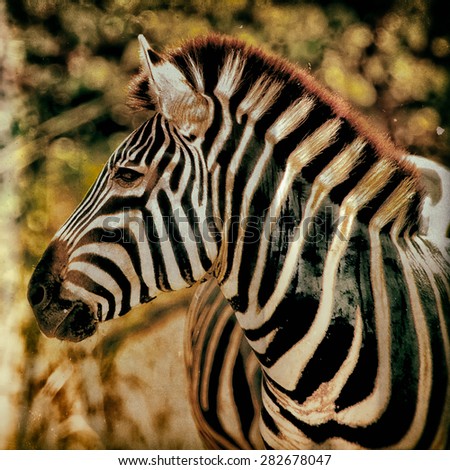 Vintage style image of a Zebra in Kruger National Park, South Africa