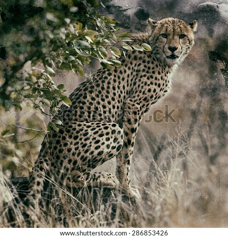 Vintage style image of a Cheetah in Kruger National Park, South Africa