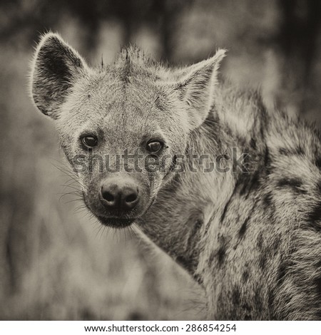 Vintage style image of a spotted hyena in Kruger National Park, South Africa