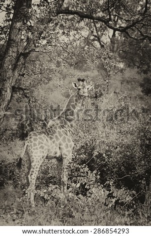 African safari, vintage style black and white image of a Giraffe (Giraffa camelopardalis) in Kruger National Park, South Africa