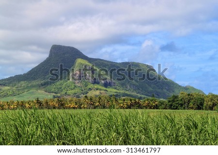 Lion mountain with green sugar cane field foreground on the beautiful tropical paradise island, Mauritius