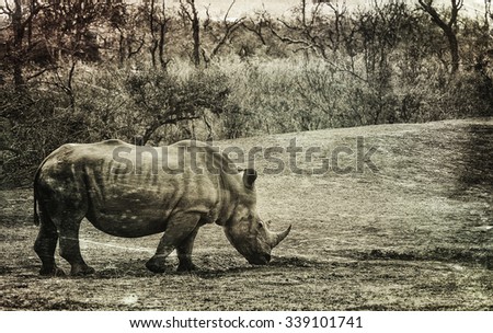 Vanishing Africa: vintage style image of a White Rhinoceros in Hlane National Park, Swaziland