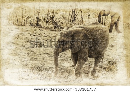 Vanishing Africa: vintage style image of a young Elephant in the Hlane Royal National Park, Swaziland